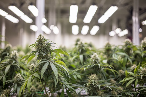 Air Handling Requirements for Growing Cannabis in South Africa